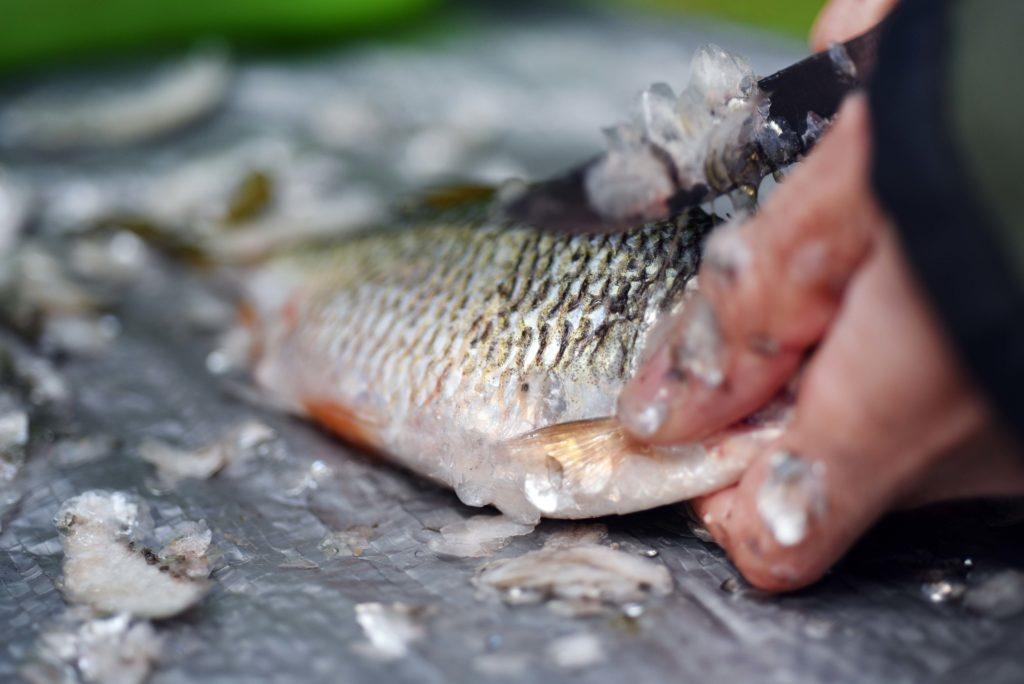 ikan dibersihkan