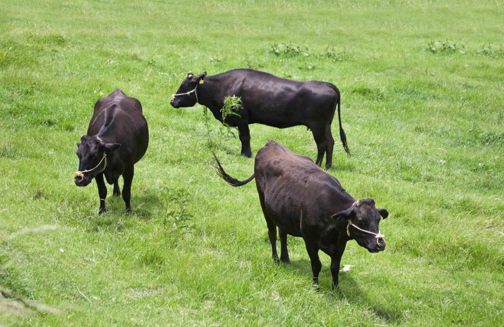 Daging wagyu berasal salah satunya dari jenis sapi Japanese Shorthorn.