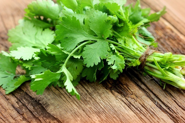 Seikat daun ketumbar segar untuk resep tom yam.