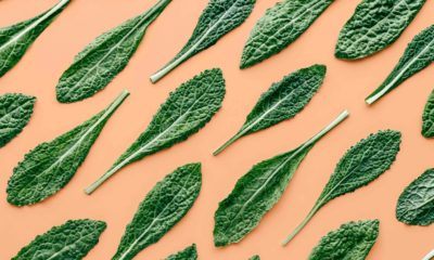 Mengetahui Dahsyatnya Sayur Kale yang Sehat dan 5 Cara Mengolahnya