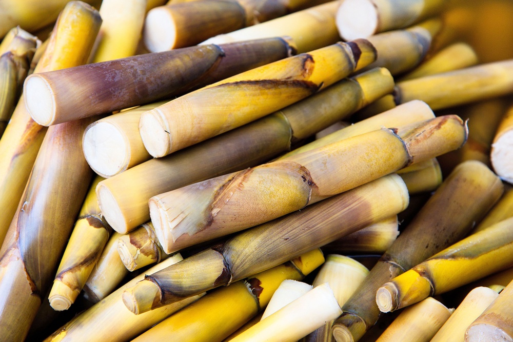 Potongan rebung bambu yang baru dipotong.