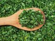 Manfaat daun kelor atau moringa kering di atas spatula kayu.