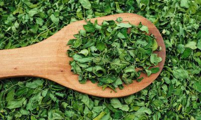 Manfaat daun kelor atau moringa kering di atas spatula kayu.