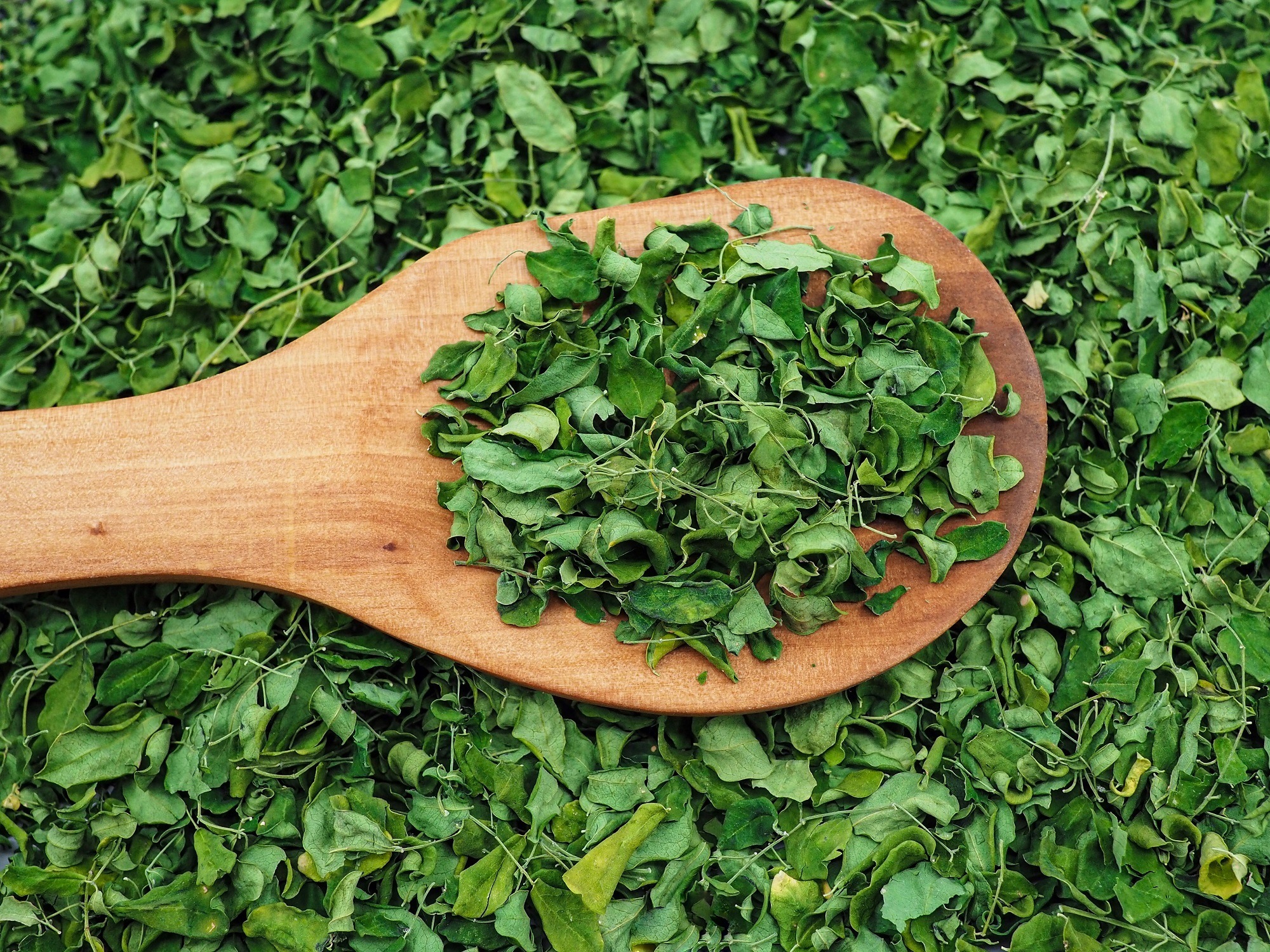 Ketahui Manfaat Daun Kelor dan Olahannya - Masak Apa Hari Ini?