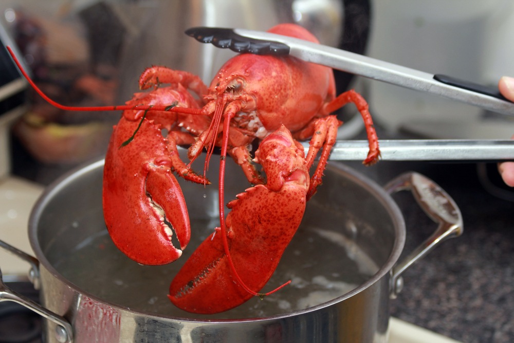 Hasil masak lobster dengan cara merebus dalam panci.
