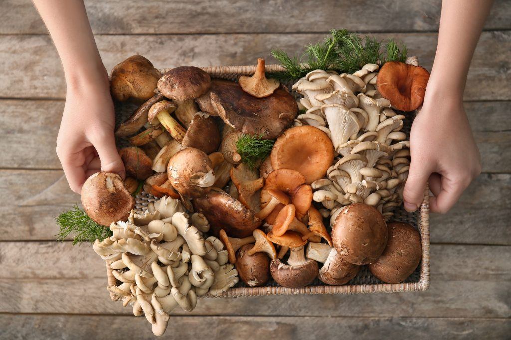 Berbagai resep masak jamur akan dibuat dari aneka jamur yang diletakkan dalam kotak.