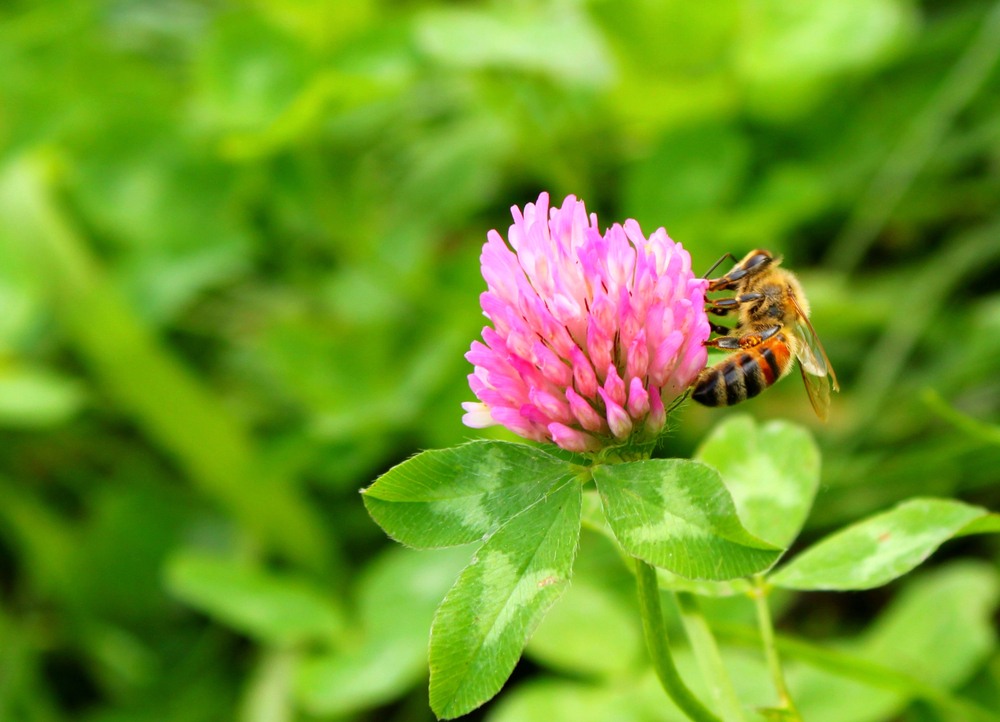 Ketahui Manfaat dan Nutrisi Clover Honey Masak Apa Hari Ini 