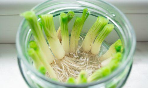 Wadah berisi air dan daun bawang untuk regrow dan sukseskan Hari Pangan Sedunia.