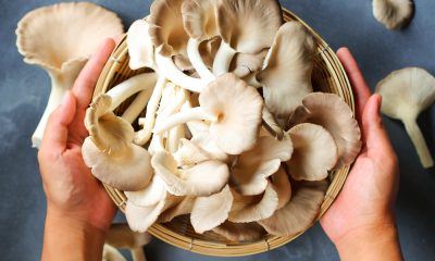 Olahan jamur tiram dipersiapkan dari jamur tiram mentah dalam mangkuk.